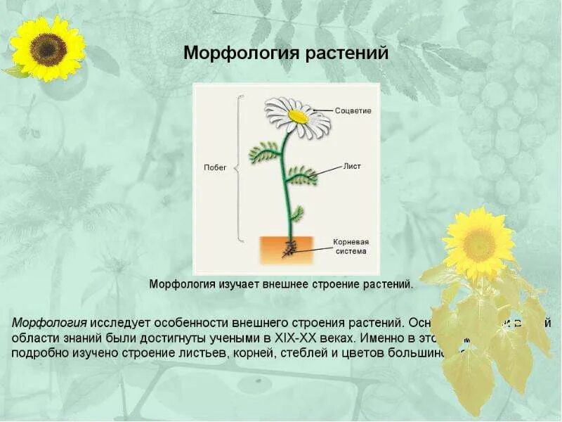 Строение растения. Строениеростенийизучает. Строение растений изучает. Строение растений изучает наука.