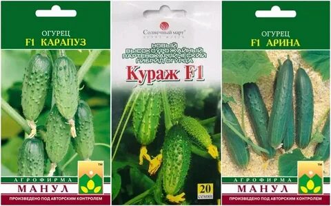 Огурец карапуз