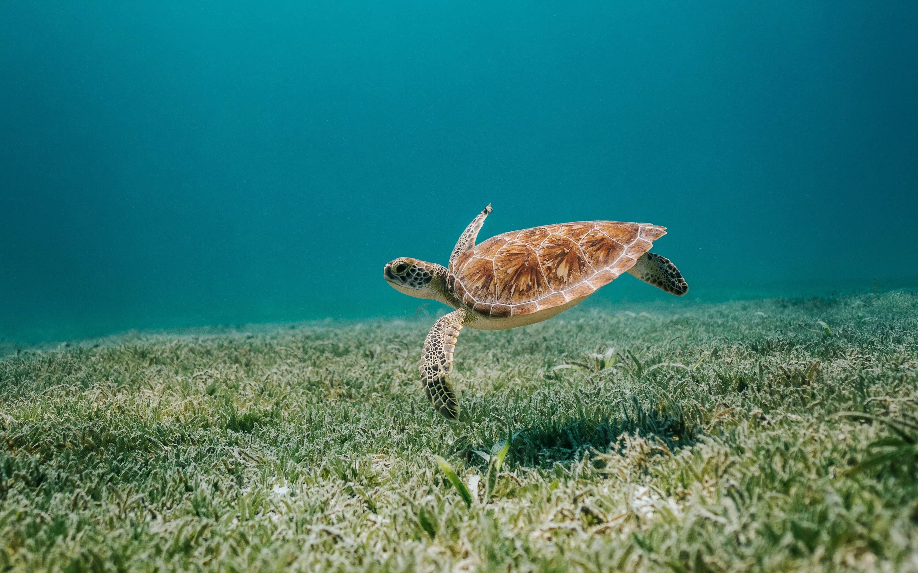 Зеленая (суповая морская черепаха). Черепахи Атлантики Панама. Черноморские черепахи морские. Морские черепахи черепахи.