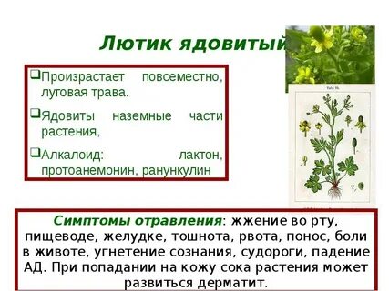 Генеративные органы лютика едкого выберите все цифры
