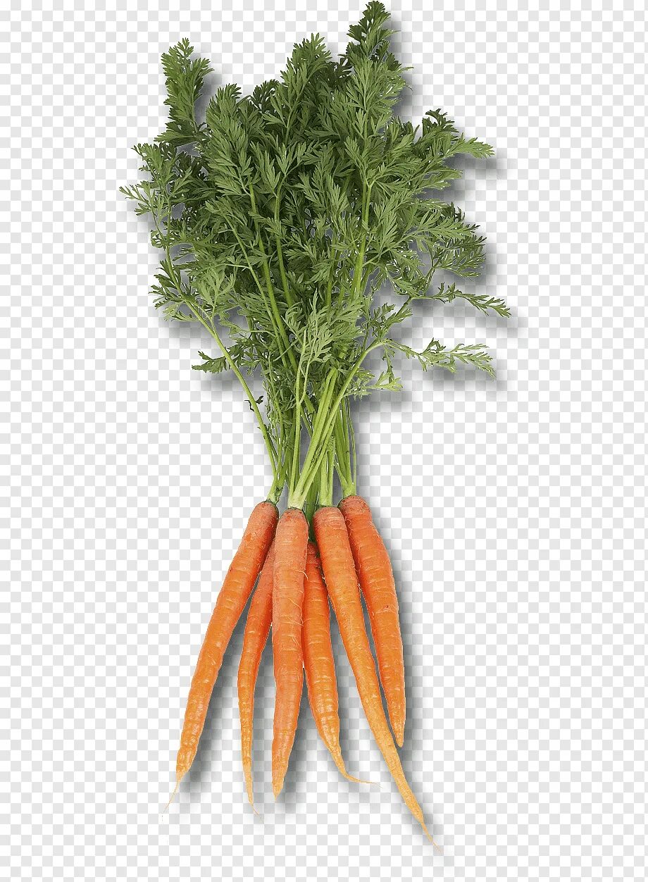 Морковь 1 шт. Морковь. Молодая пучковая морковь. Морковь в пучках. Морковь на белом фоне.