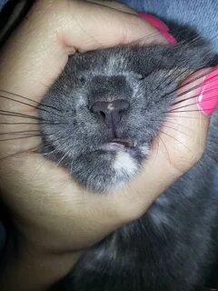 Бывает ли у кошек