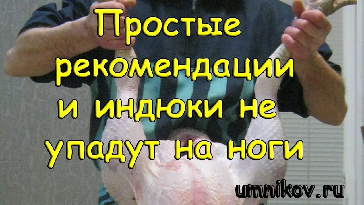 Индюк садится на ноге. Болезни цыплят бройлеров рахит. Индюшонок. Индюк маленький. Индюк фото птицы.