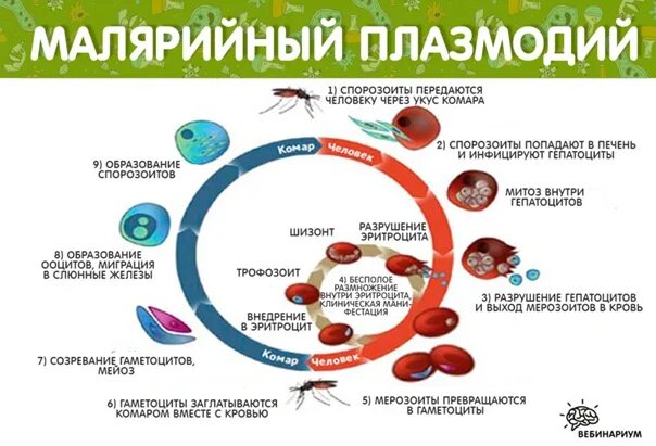 Как происходит заражение человека малярийным плазмодием. Жизненный цикл цикл малярийного плазмодия. Цикл развития малярийного плазмодия. Жизненный цикл малярийного. Цикл развития малярийного паразита.