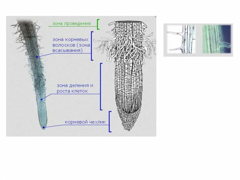 Корневой чехлик зона роста зона всасывания зона проведения. Зоны корня корневой чехлик. Корневой чехлик и волоски. Снизу чехлик, зона всасывания.