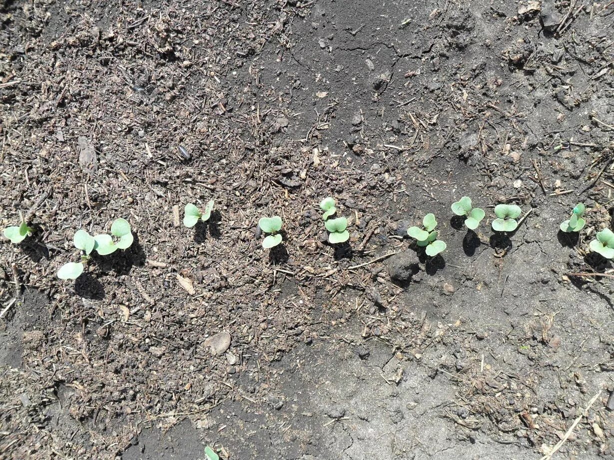 Сколько дней всходит редиска