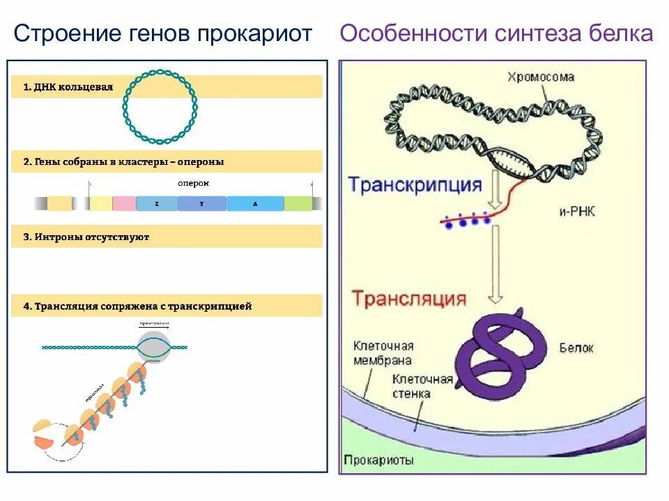 Регуляция биосинтеза белков у прокариот