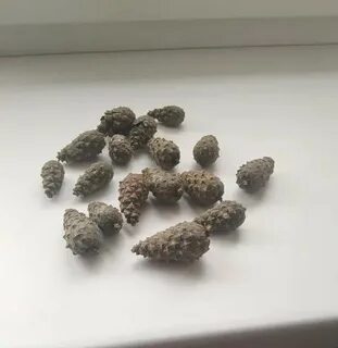 Почему открываются шишки