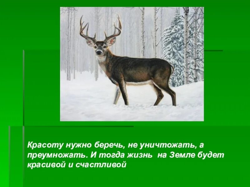 Густой зелёный ельник у дороги Бунин. Иллюстрация к стихотворению Бунина густой зеленый ельник у дороги. И.А.Бунина "густой зеленый ельник у дороги...". Стихотворение густой зеленый ельник у дороги.