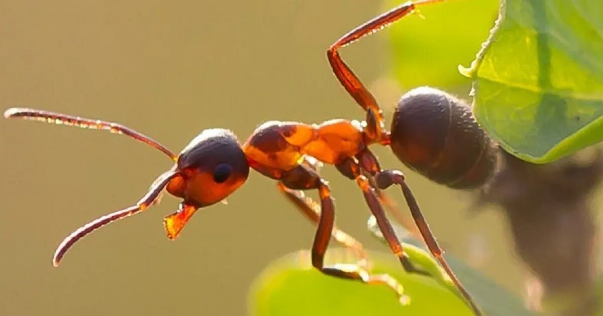 Пшено от муравьев. Муравьи. Садовые муравьи. Красивый муравей. Муравьи в огороде фото.