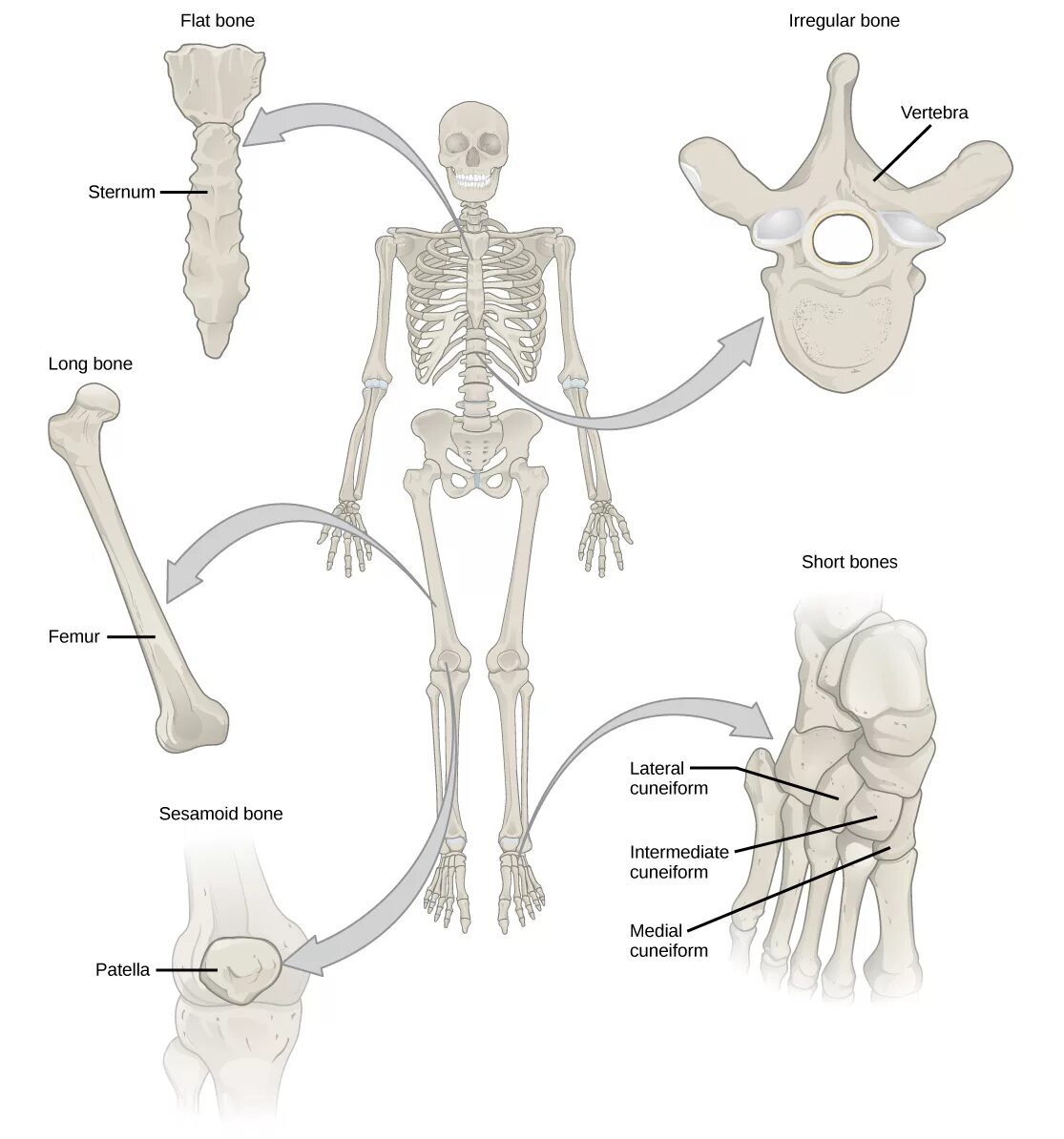 Human skeleton parts. Бонес и алл. Плоские кости. Bones example. Формы костей человека.