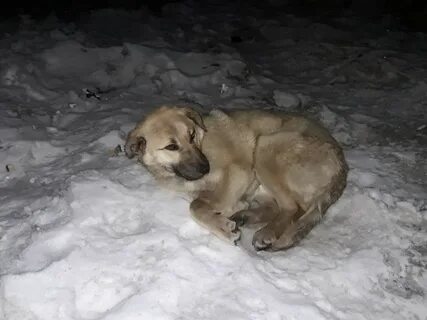 Вывоз собак