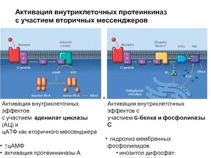 Действие протеинкиназы