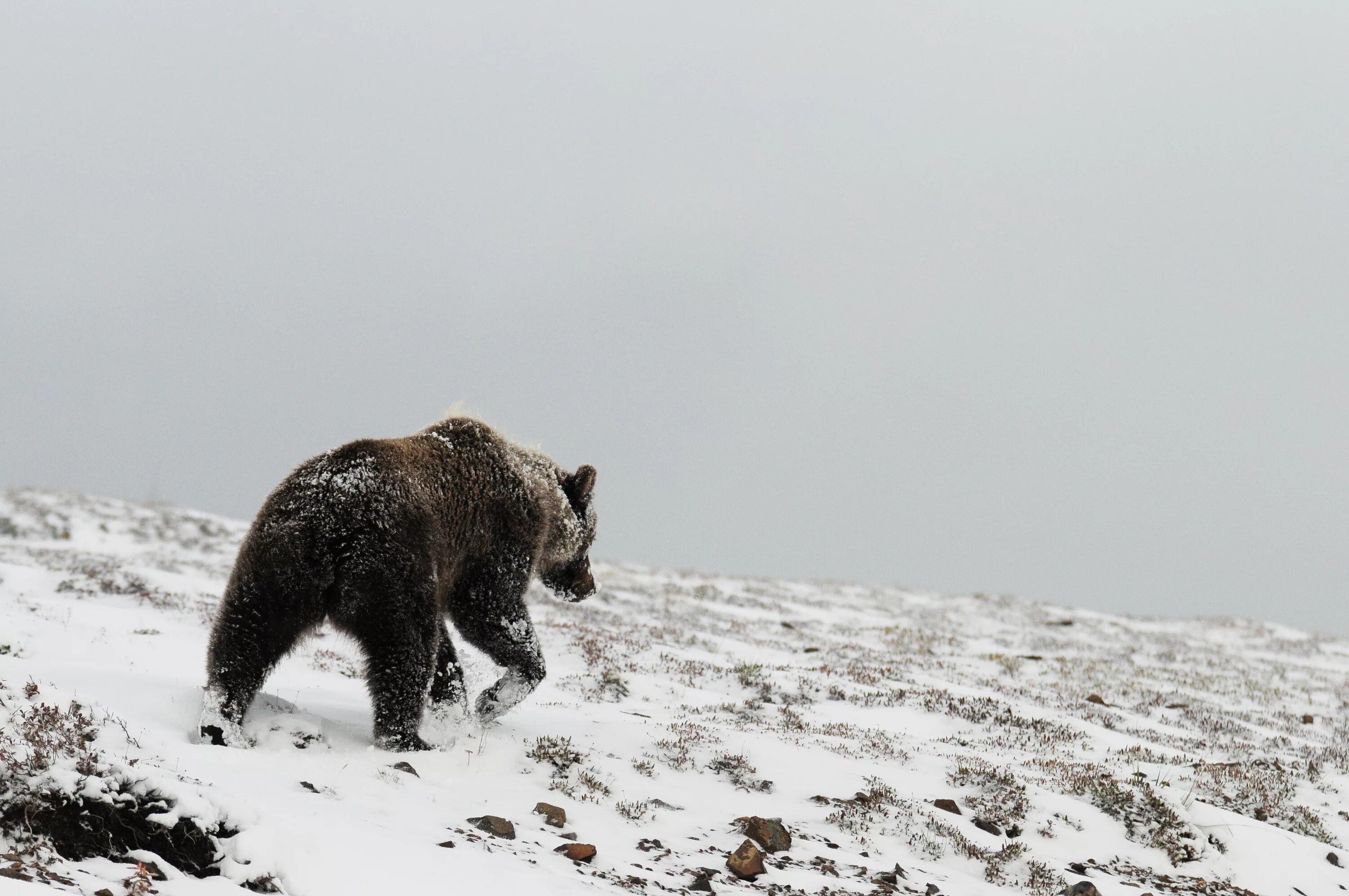 Медведь Гризли зима. Медведь в снегу. Медведь зимой. Медведь гора. Медведь в сугробе