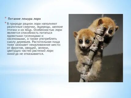У лемуров короткая беременность