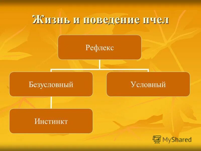 Инстинкт 7 класс. Особенности поведения пчел. Условные и безусловные рефлексы у пчел. Характеристика поведения пчел. Условный рефлекс у пчел.