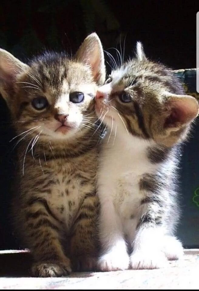 Влюбленные кошки. Кошка моя любовь. Кошки обнимашки. Котики обнимаются. Кошки нежность.