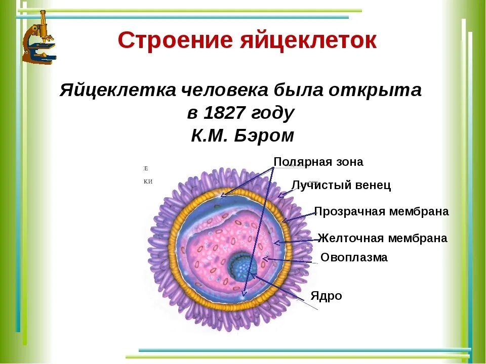 Строение яйцеклетки оболочки. Строение яйцеклетки лучистый венец. строение яйцеклетки млекопит. оболочки яйцеклетки млекопитающих.
