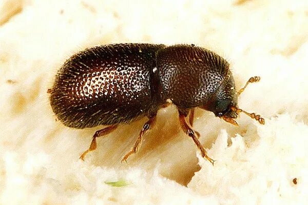 Вредители кофе. Hypothenemus hampei. Жуки в кофе. Hypothenemus hampei. Hypothenemus hampei.