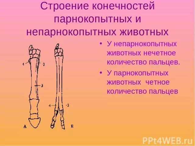 Сравните парнокопытных и непарнокопытных. Строение конечностей непарнокопытных. строение конечностей парнокопытных. непарнокопытные скелет конечности. анатомия конечности парнокопытных.