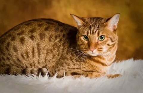 The Ocicat: A Majestic Blend of Wild and Domestic-B1