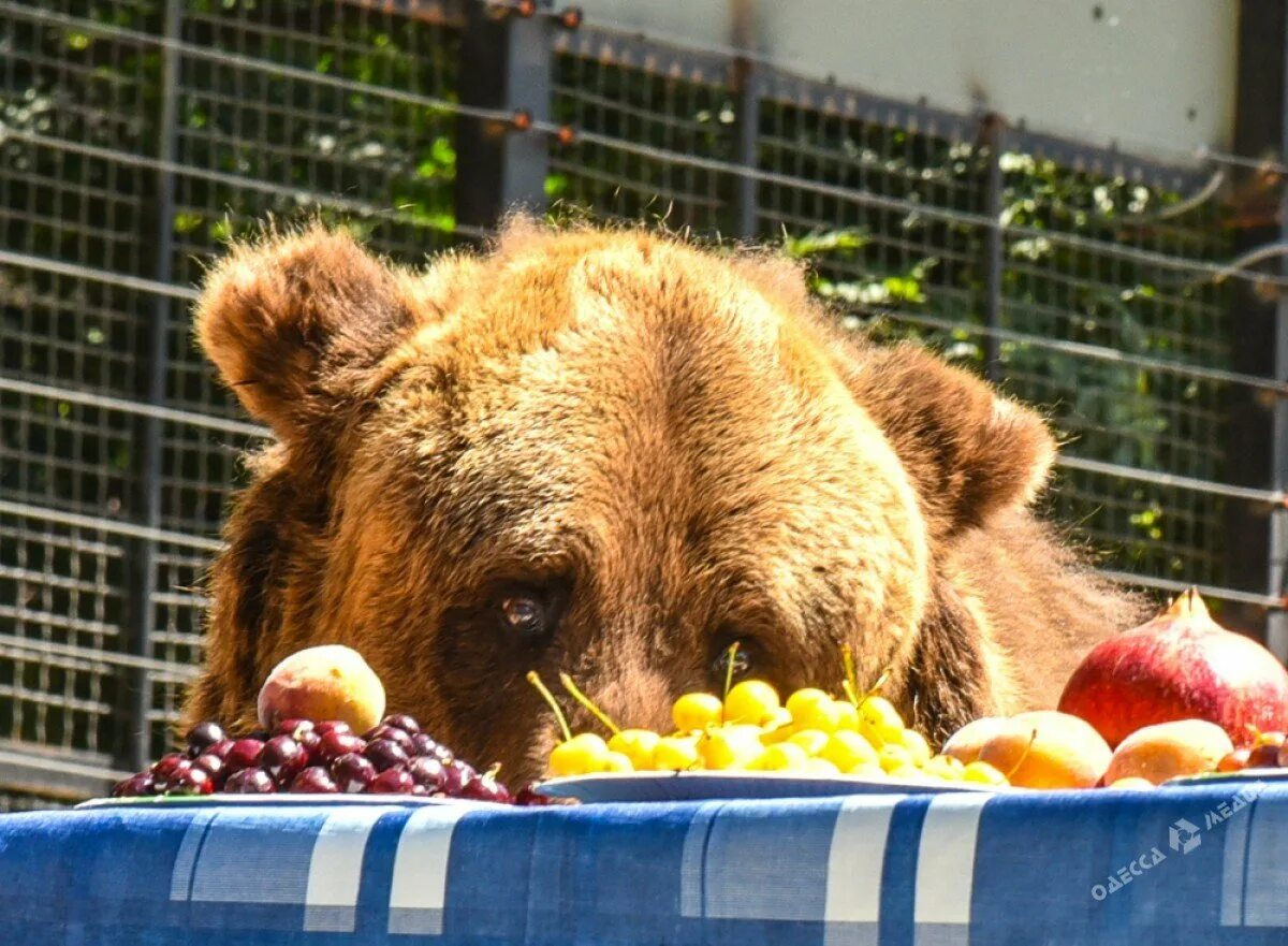 Бурый медведь ест мед. Медовый мишка. Медведь кушает мед. Медведь с медом.