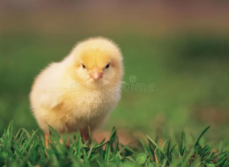Кличка цыпленка 2 класс. Кличка цыпленка. Цыпленок в траве. Цыплята спрятались в траве. Цыплята на травке.