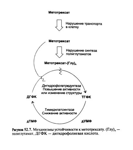 Фолиевая после метотрексата. Механизм действия метотрексата. Метотрексат механизм действия схема. Схема метотрексата и фолиевой кислоты. Укажите механизм действия антагонистов фолиевой кислоты..