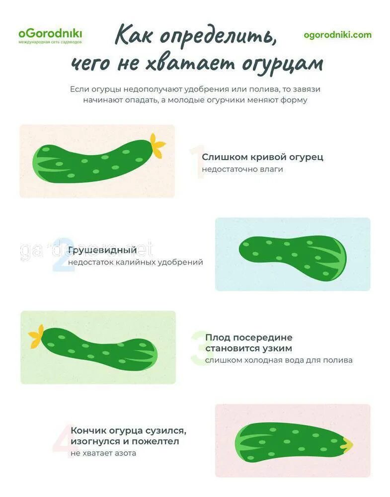 Формы огурцов при недостатке микроэлементов. Как по форме огурца определить чего не хватает. Как понять чего не хватает огурцам по форме. Чего не хватает огурцам по форме плода.