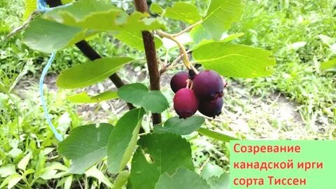 Ирга тиссен описание сорта фото