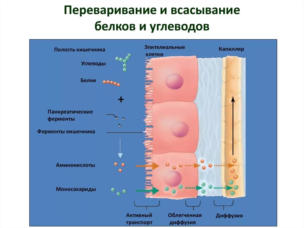 На какие мономеры распадаются белки перед всасыванием. Переваривание и всасывание. Переваривание и всасывание белков. Этапы переваривания и всасывания белков. Нарушение всасывания углеводов в кишечнике.