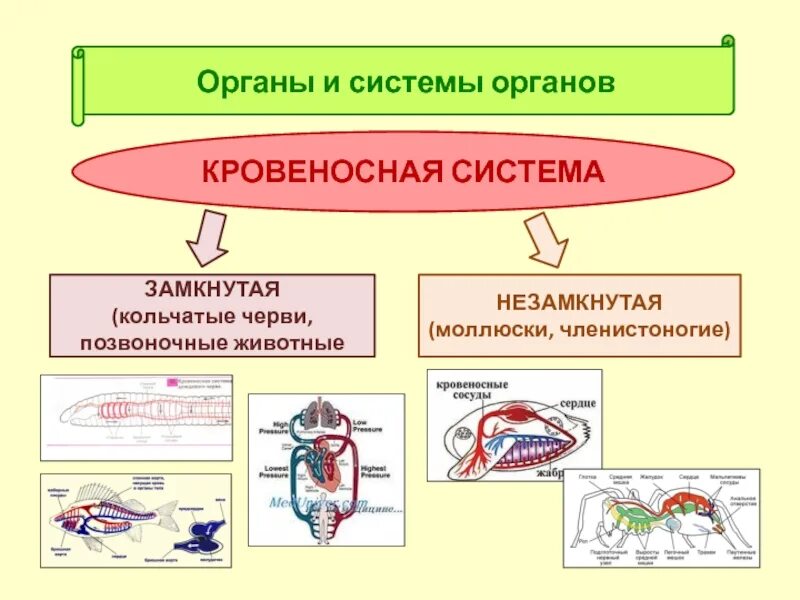 Кровеносная система у животных замкнутая или незамкнутая?. Замкнутая и незамкнутая кровеносная система таблица. Замкнутая и незамкнутая кровеносная система 6 класс. Незамкнутая замкнутая кровяная система.