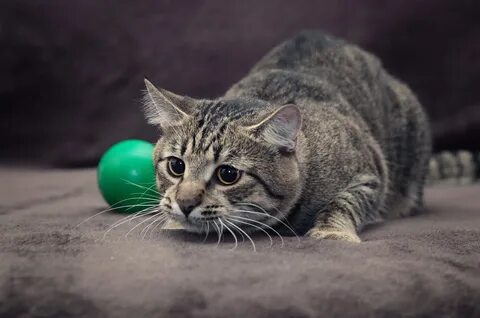 Кот любил играть