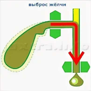 Время выброса желчи