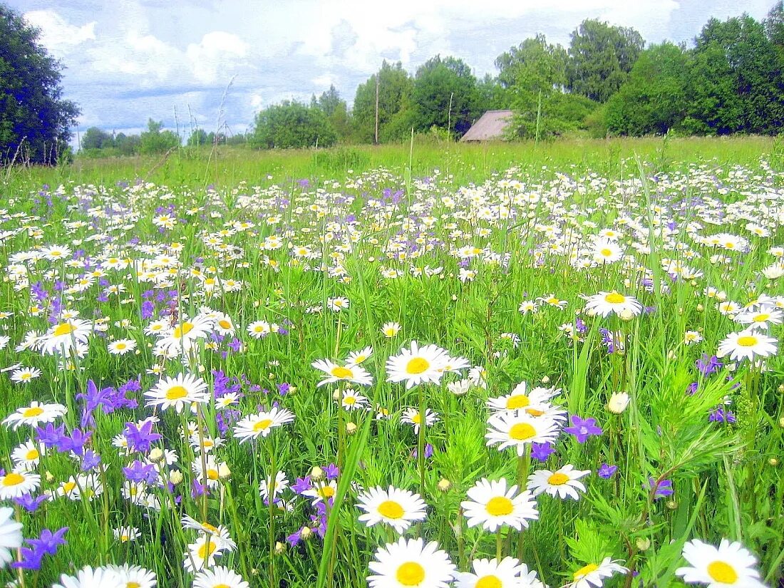 Ромашковая Русь. Поле ромашек. Луг с ромашками. Красивые пейзажи с ромашками.