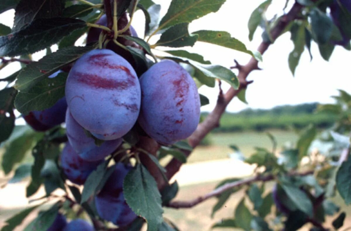Слива стенли описание фото отзывы. Слива стенлей prunus domestica.. слива гроссо де фелиция. слива сорта гроссо. слива феличе де гросса.