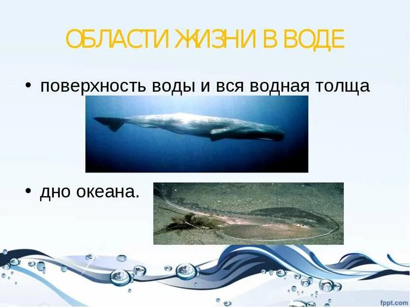 Особенности толще воды. Условия жизни в толще вод океана. В толще воды. Где находится толща воды. Что такое толще воды ю.