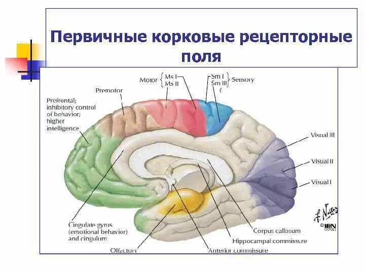Высшими корковыми функциями являются