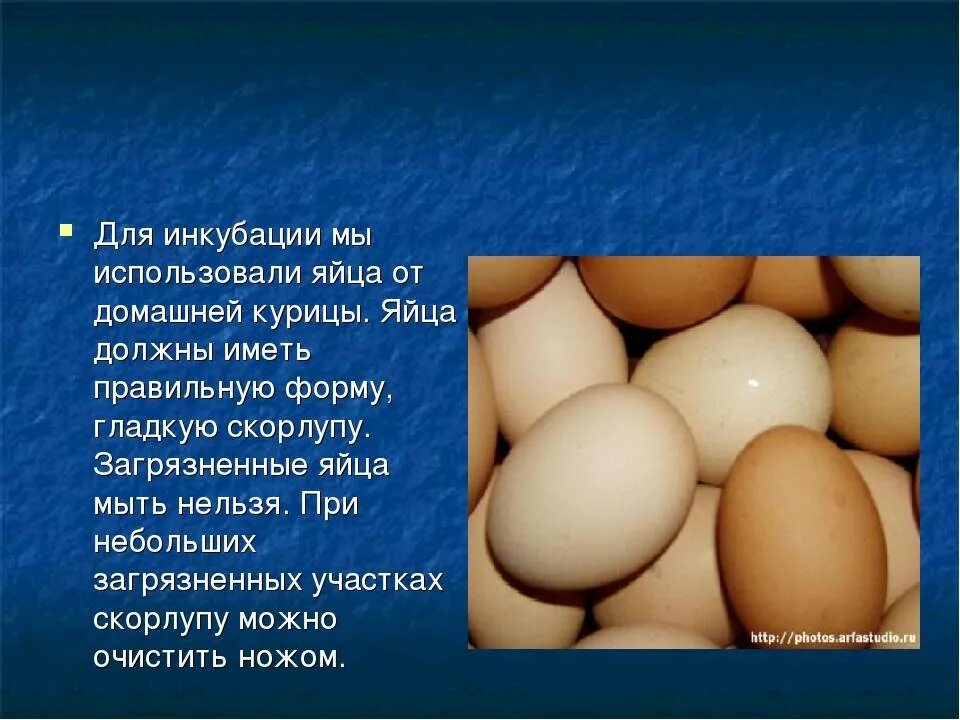 Как говорится яйцо
