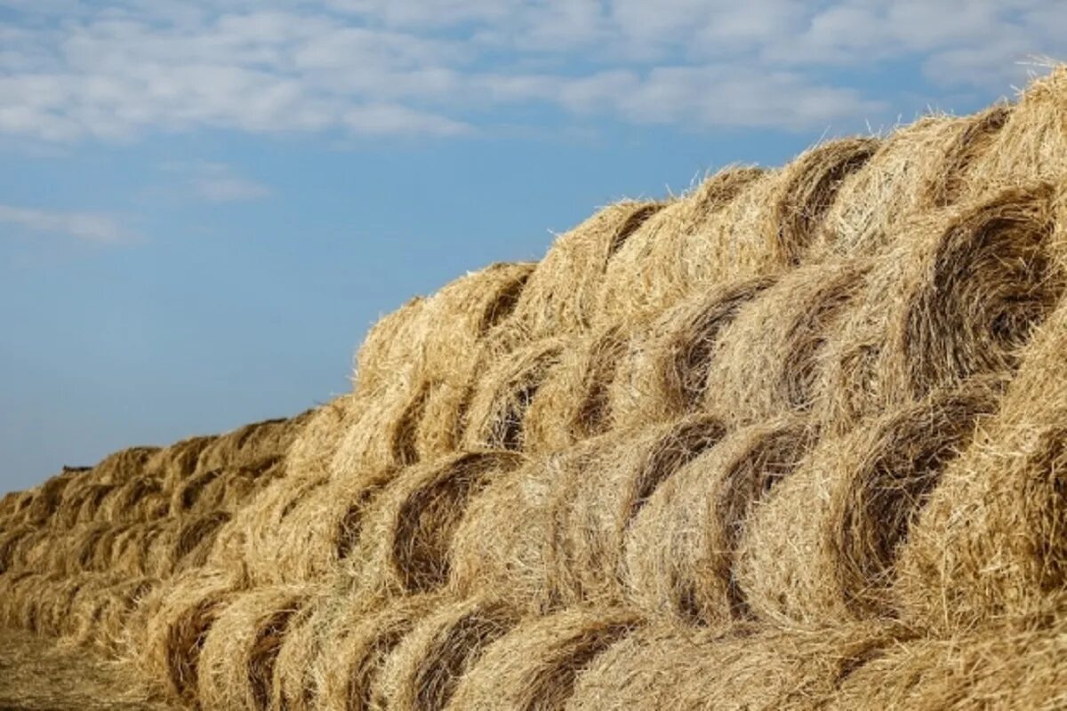 Сено в рулонах и тюках. Сено волгоградская область. Сено в рулонах фото 300кг. 3 тонны сена. 150 тонн сена.