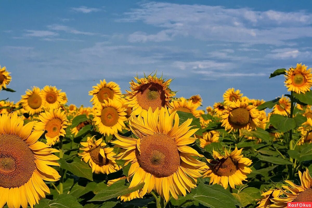 Растения кубани. Ростовские подсолнухи. Подсолнух масличная культура. Подсолнечник джуниор f1. Подсолнечник донской крупноплодный.