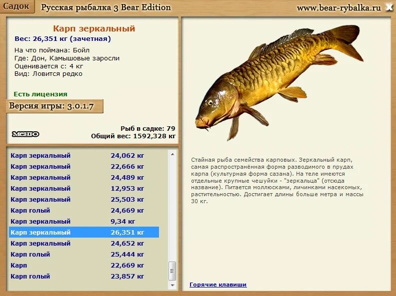 средний размер карпа. карп сколько кг.