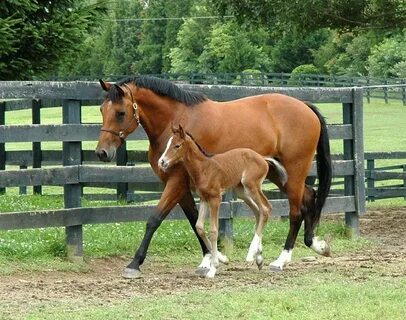 Família de cavalos Cleveland Bay 