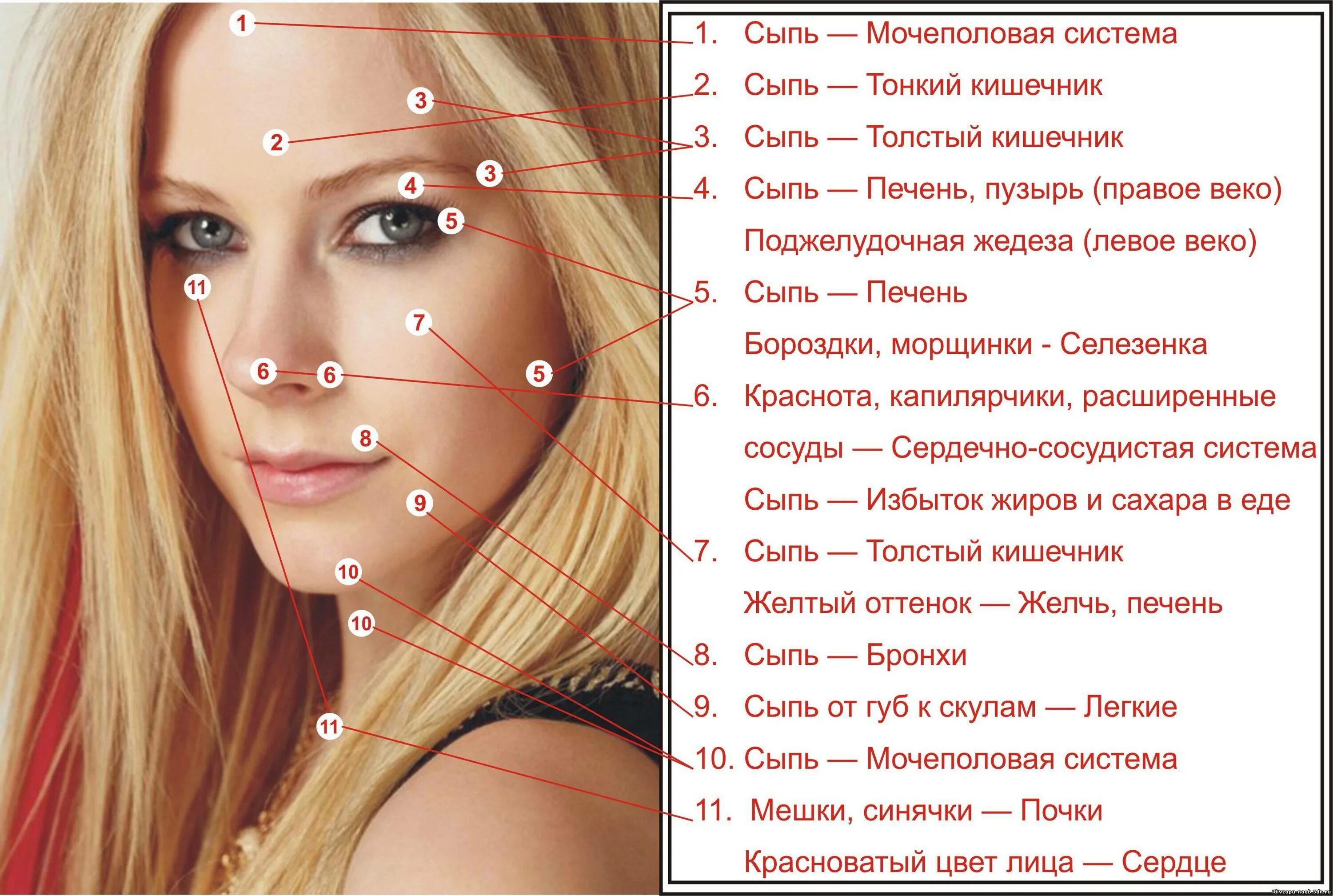 Карта лица высыпания на лице у женщин. Расположение прыщей на лице. Место расположения прыщей на лице. Карта прыщей на лице у женщин. Прыщи на лбу какой орган у женщин