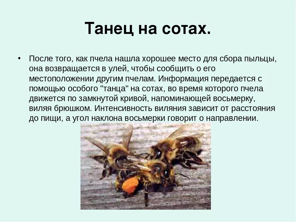 Поведение пчел