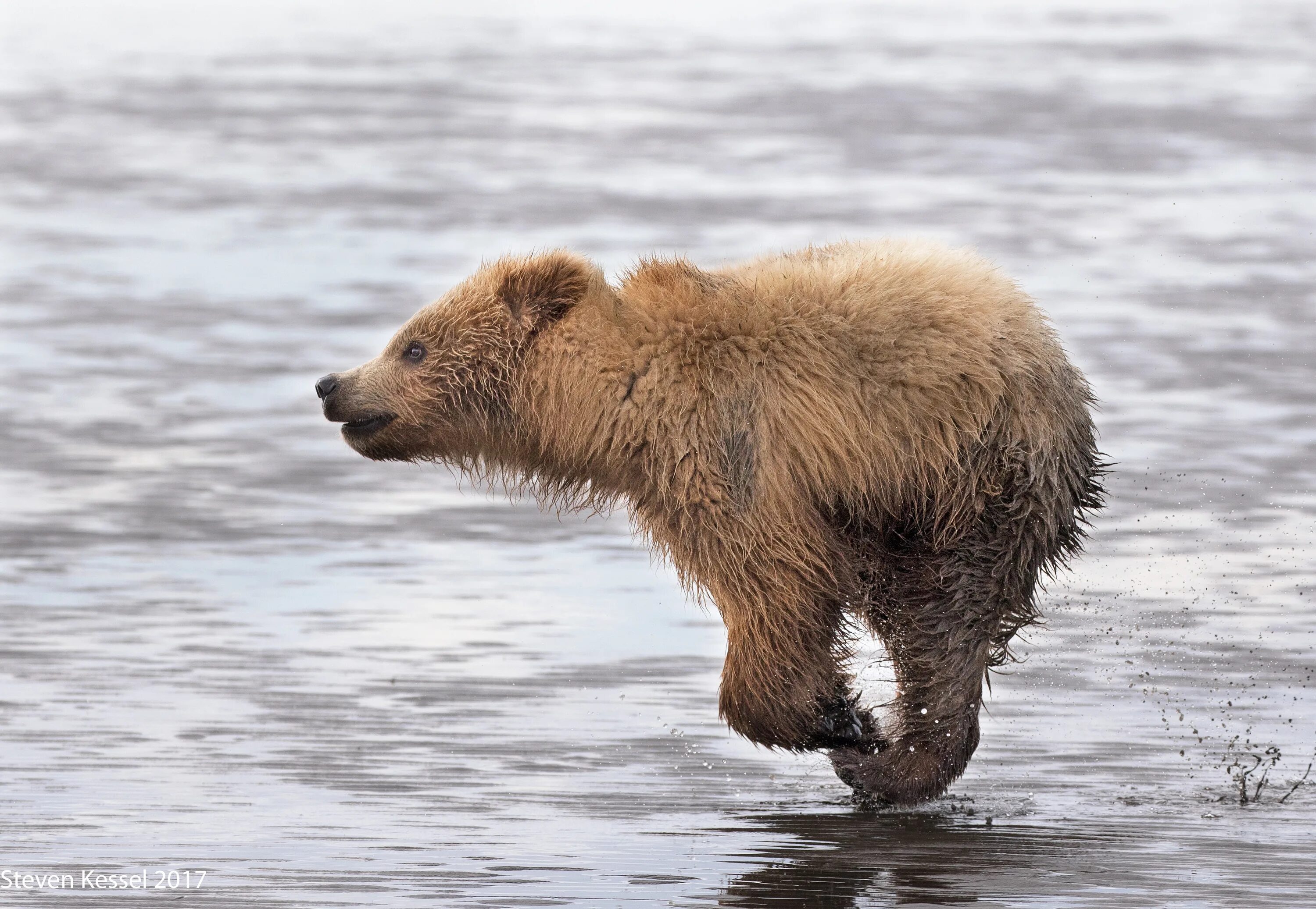 Run run bear