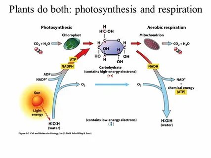 Plant photosynthesis