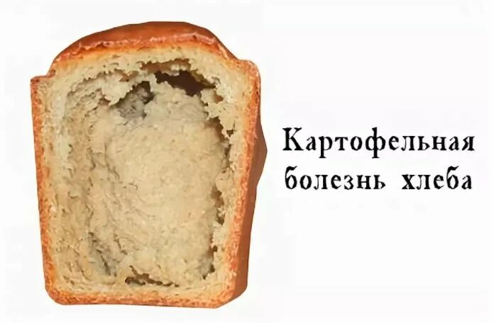Картофельная болезнь. Болезни хлеба картофельная болезнь. Тягучая болезнь хлеба. Картофельная болезнь хлеба. Картофельное заболевание хлеба.