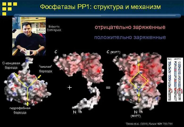 Фосфатаза биохимия. Фосфатаза строение. Химическое строение фосфатазы. Механизм действия фосфатазы. Кислые фосфатазы.