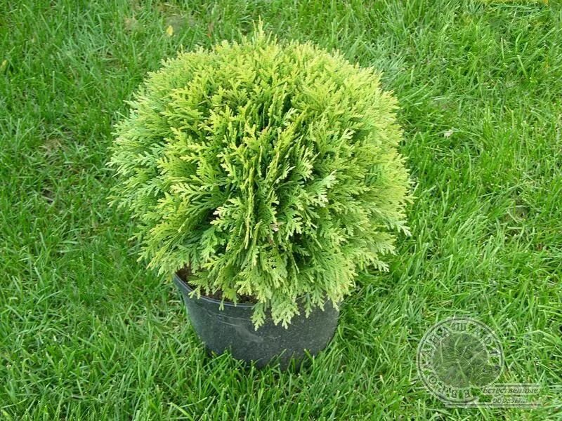 Туя оксиденталис с30 буарон. Туя оксиденталис инструкция. Туя западная (thúja occidentális). Туя гранулы гомеопатические. Туя оксиденталис инструкция.